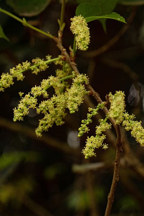 Flora of Mozambique: Species information: individual images: Alchornea ...