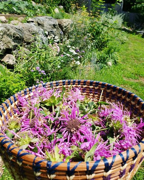 a basket filled with purple flowers sitting on top of a lush green ...