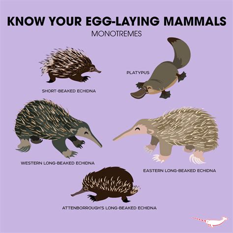 Know Your Egg-Laying Mammals (Monotremes) | Egg laying mammals, Mammals ...