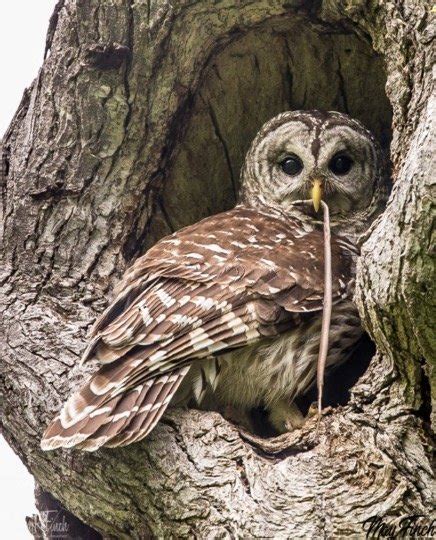 Do Owls Eat Snakes? Everything You Need To Know