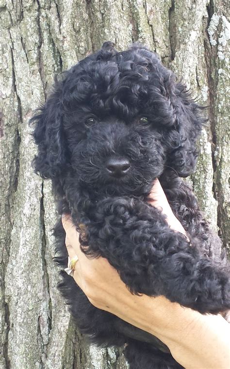 Black labradoodle... Looks like my Midnight | cute | Minature labradoodle, Black labradoodle ...