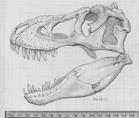 Tyrannosaurus Rex Skull Drawing