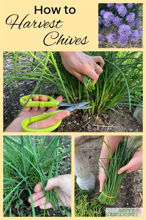 How to Harvest Chives From the Garden or Container Plantings