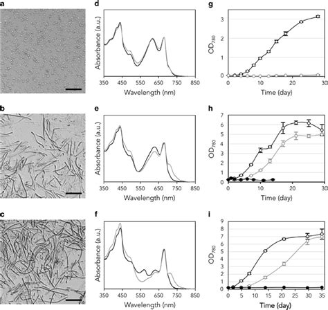 (a-c) Microscopic observation of Synechococcus sp. strain Nb3U1 (a),... | Download Scientific ...