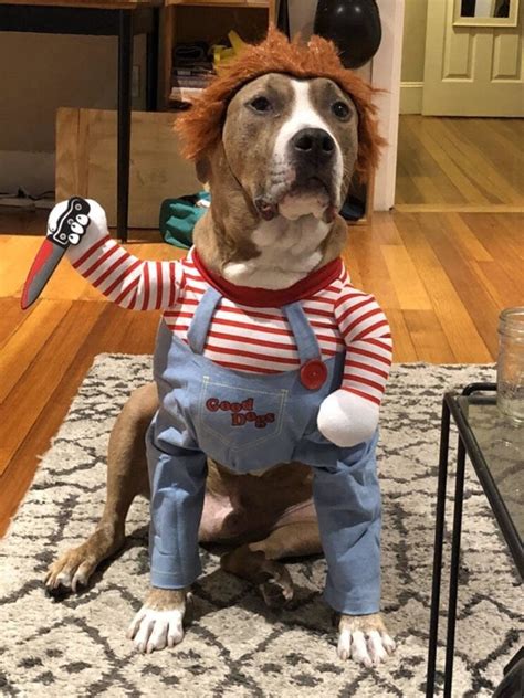 CHUCKY PET COSTUME Funny Pet Costume, Chucky Dog Costume, Pet Cosplay, Party Dog Costume, Dog ...