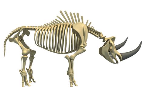 Rhino Skeleton 3D model | CGTrader