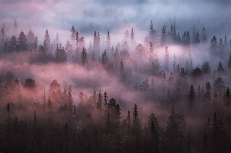 Tranquil forest on Behance