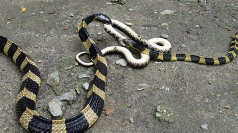 'More than one million' died of snake bites in India - BBC News