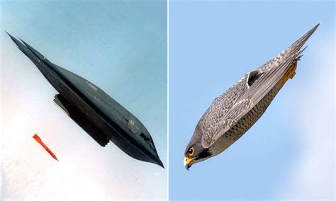 Peregrine falcon looks like a B-2 bomber as it dives towards the earth ...