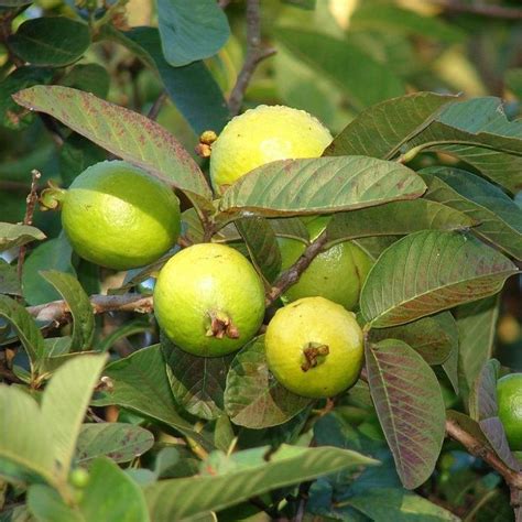 Guava Tree White Variety