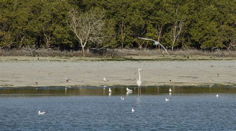 Abu Dhabi Mangroves