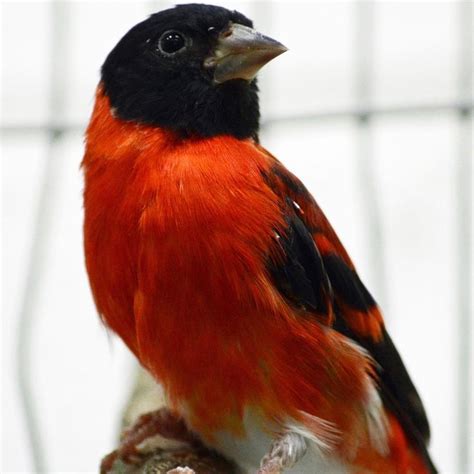 The red siskin is endangered largely due to the pet trade and habitat loss. Animal keepers at ...