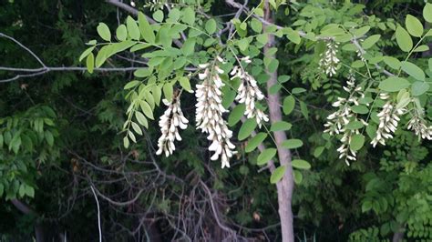 Robinia Pseudoacacia 1000 Black Locust Tree Seeds yellow locust, false ...