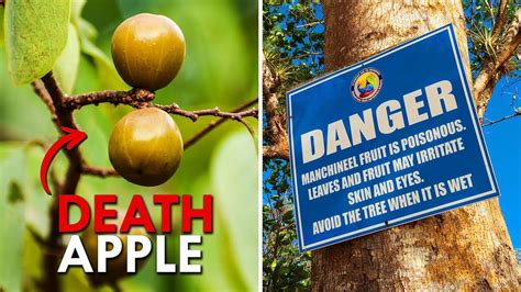 Why Manchineel Might Be Earth’s Most Dangerous Tree | by Science Daily | Medium