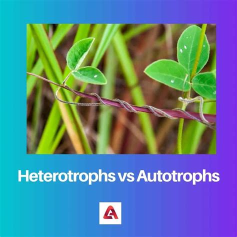 Heterotrof vs Autotrof: Perbedaan dan Perbandingan