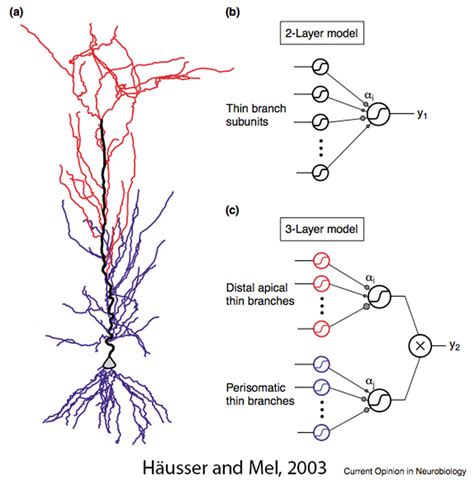 Principles of dendritic integration in CA1 pyramidal neurons | Janelia Research Campus