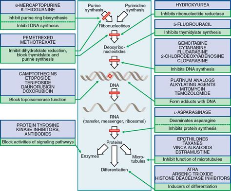 Cancer Treatment and Chemotherapy | Basicmedical Key