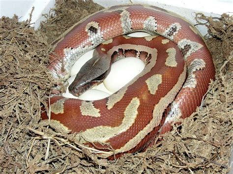 Blood Python Care Sheet | Wiki | Reptiles Amino