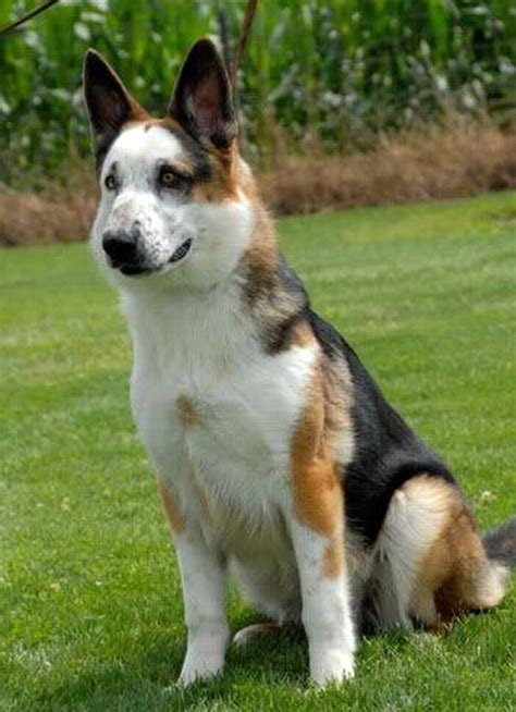 How Much Is A Panda German Shepherd