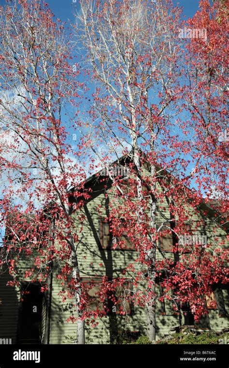 wooden house with fall colors of trees and sky Stock Photo - Alamy