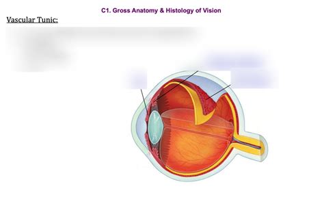 Vascular Tunic Diagram | Quizlet