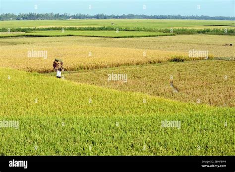 Bangladesh rice field hi-res stock photography and images - Alamy