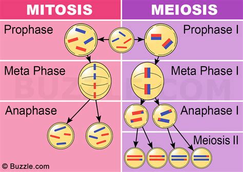 Cell Division Meiosis Mitosis Diagram Quizlet | The Best Porn Website