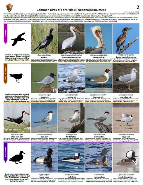 A Guide to Identifying Shorebirds in Georgia – Nature Blog Network