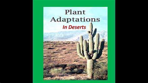 Adaptations of Deserts Plants ( Cactus) -For Kids - YouTube