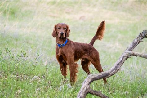 80 Original Female Irish Setter Names, 54% OFF