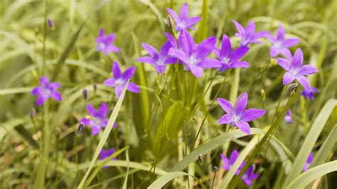 grass, Flowers, Purple Wallpapers HD / Desktop and Mobile Backgrounds