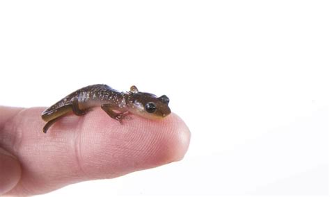 Salamander Teeth: Everything You Need To Know - A-Z Animals