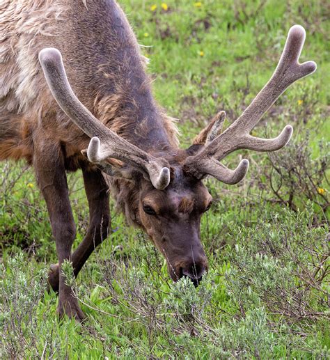 Wild Bull Elk in Yellowstone Photograph by Patrick Barron - Fine Art America