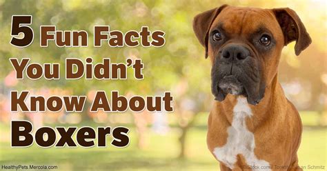 5 Reasons a Boxer Dog Might Be the Right Breed for You