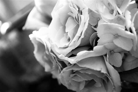 Black and white flowers wallpapers HD | PixelsTalk.Net