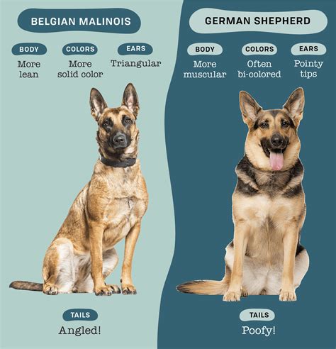 Are German Shepherds Same Family As Mslanois