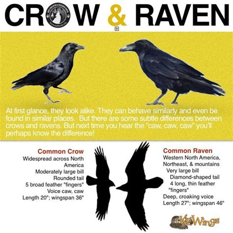61 best images about Crows & Ravens on Pinterest | Edgar allan poe, The raven and Colored pencils