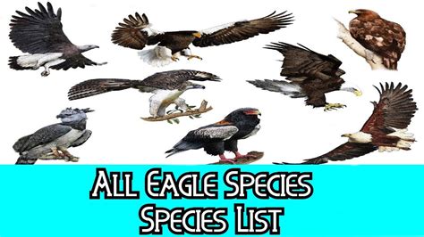 All Eagle Species - Species List - YouTube