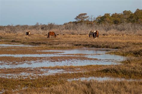 Eric's Hikes: Assateague Island National Seashore