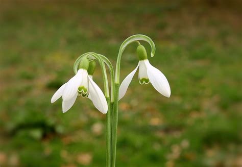 Find Out Your Birth Month Flowers & Their Meanings Here