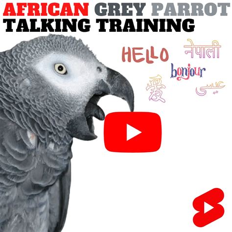 African grey parrot talking training - African Grey Parrot | African Grey Talk