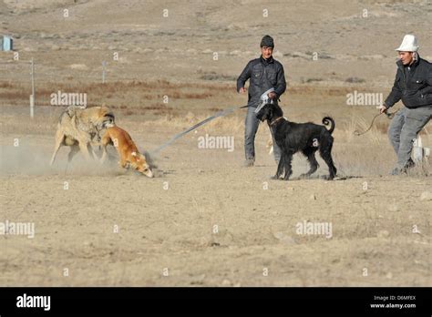 wolf vs dogs fight during the eagle festival Stock Photo - Alamy