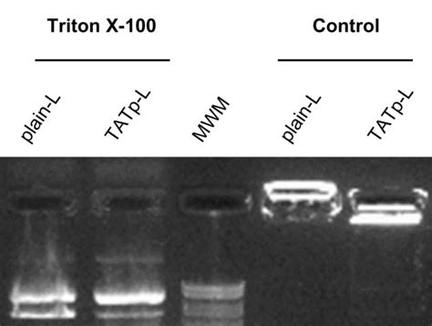 Evaluation of liposome stability and plasmid release. Notes: Liposomes ...