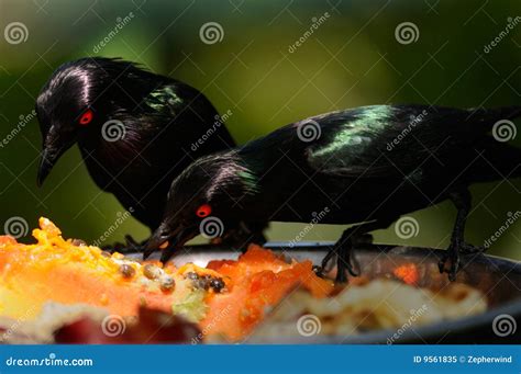 Metallic starlings eating stock image. Image of bill, animal - 9561835