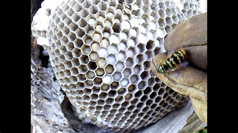 Yellow Hornet Nest Removal. Dolichovespula arenaria - YouTube