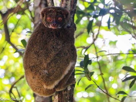 Lemur conservation project in Madagascar | Responsible Travel