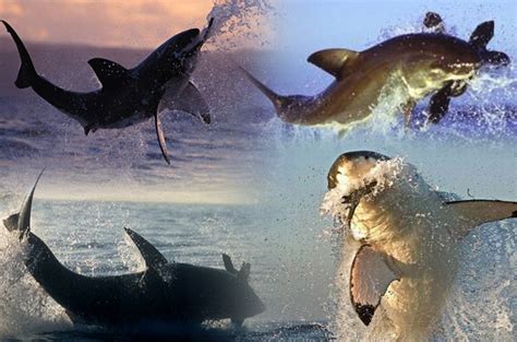 Great White Shark Hunting: Fearsome Predator in Action