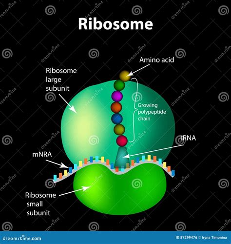 The Structure of the Ribosome. Infographics. Vector Illustration Stock ...