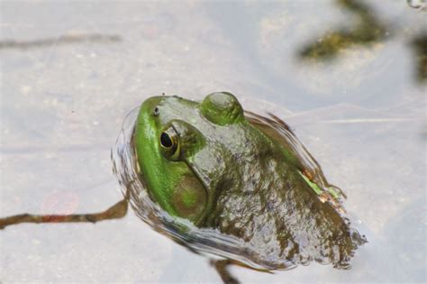 American Bullfrog Facts For Kids & Adults: North America's Largest Frog