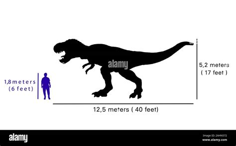 Comparison size between tyrannosaurus rex and human. Illustration of silhouette of tyrannosaurus ...